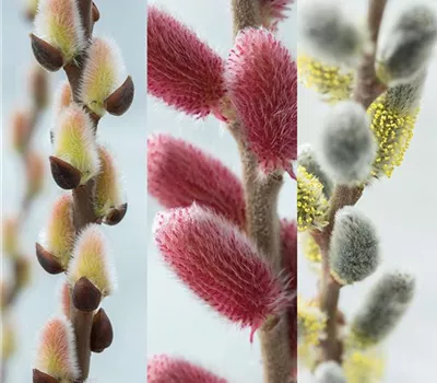 Salix Kätzchen Trio