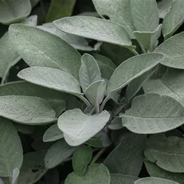 Salvia officinalis Maxima