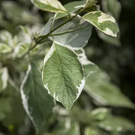 Cornus alba Ivory Halo