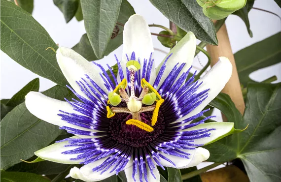 Passiflora caerulea 'Silly Cow'