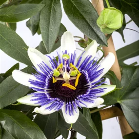 Passiflora caerulea Bogen