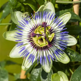 Passiflora caerulea