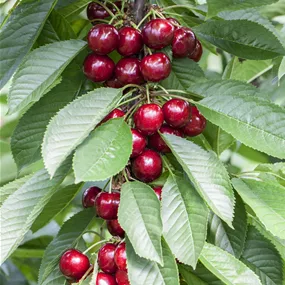 Prunus avium Van