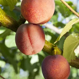 Prunus armeniaca Bergeron