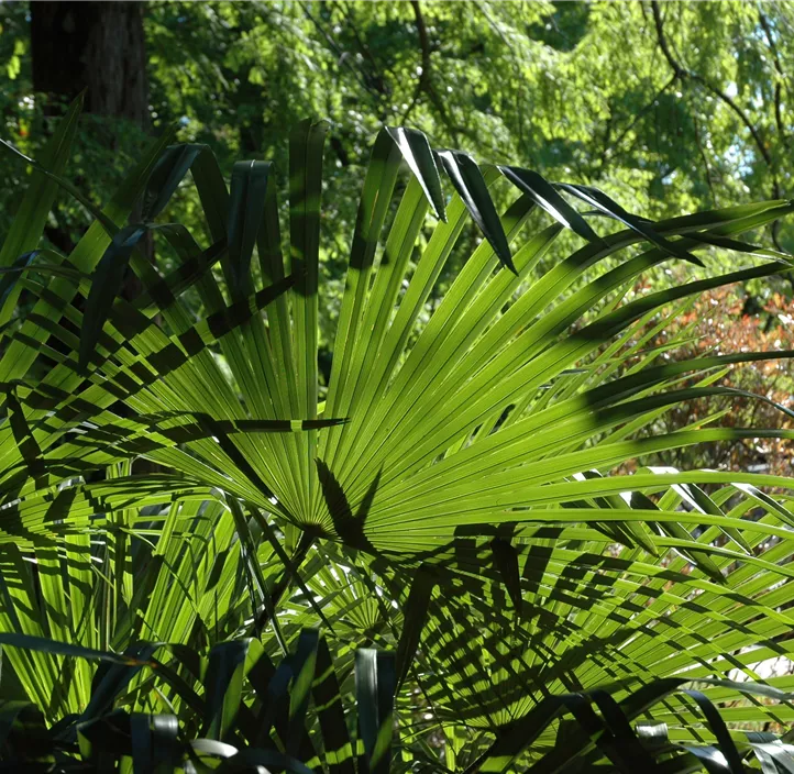 Mexikanische Washingtonpalme