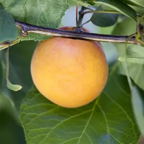 Prunus armeniaca Goldrich