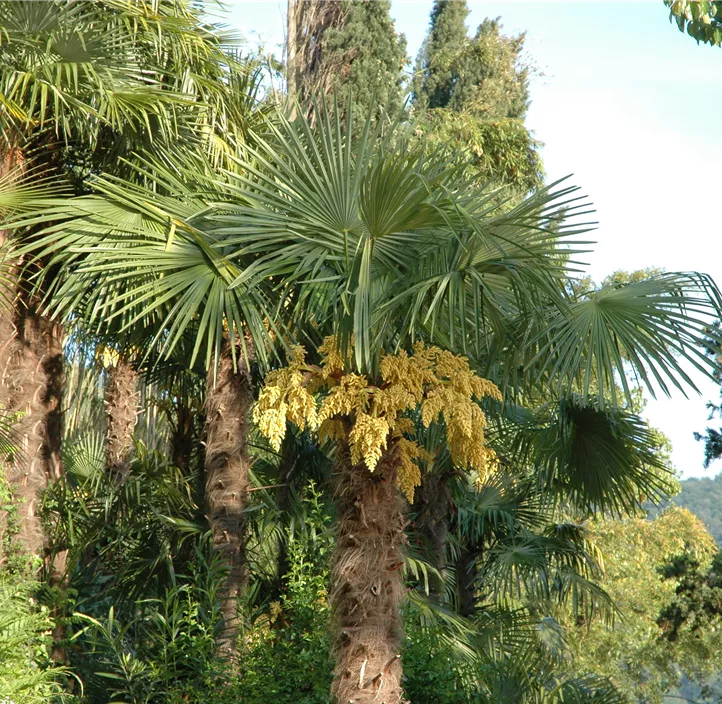 Mexikanische Washingtonpalme