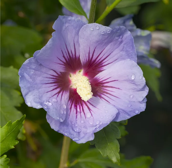 Garteneibisch 'Marina'