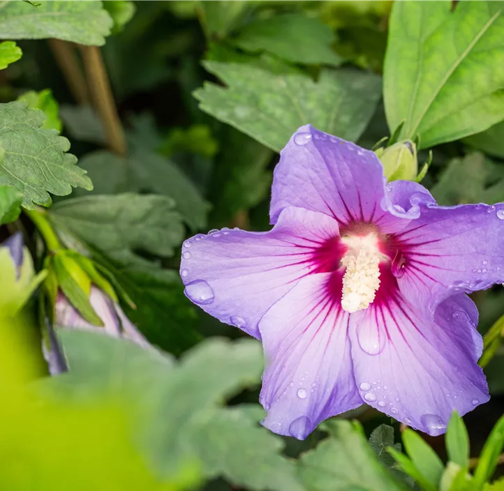 Garteneibisch 'Marina'