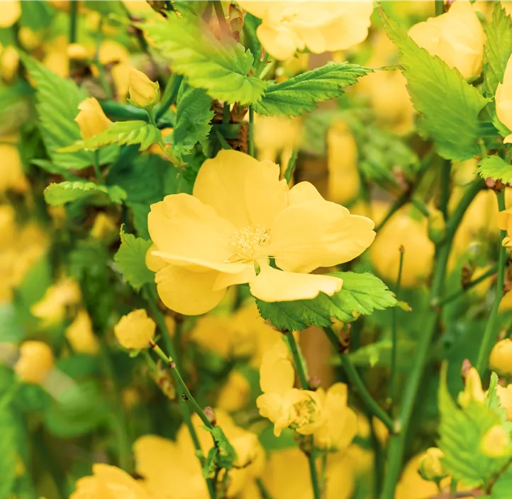 Gelbbunter Ranunkelstrauch 'Golden Guinea'