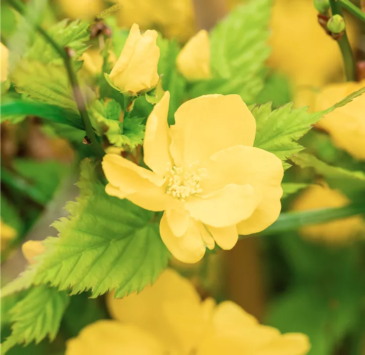 Gelbbunter Ranunkelstrauch 'Golden Guinea'