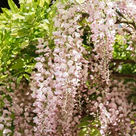 Wisteria floribunda Rosea