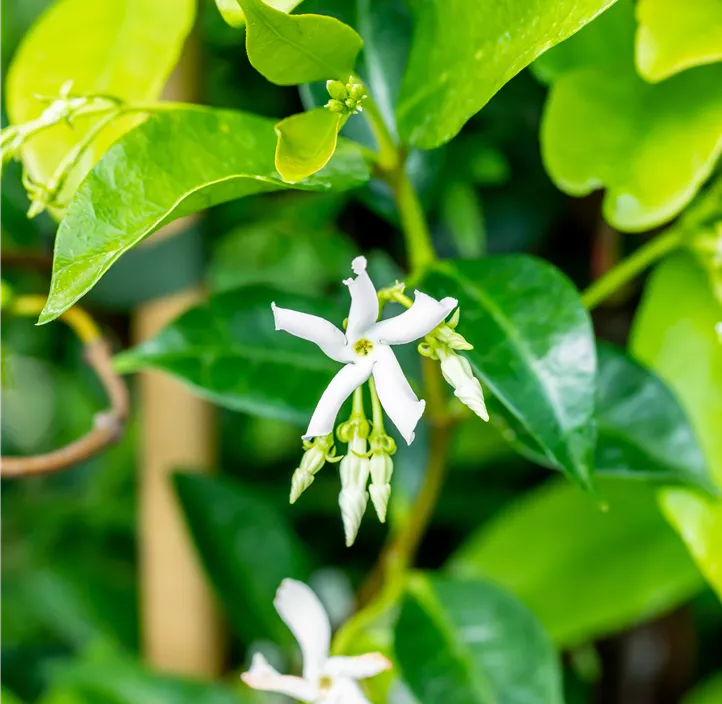 chinesischer Sternjasmin