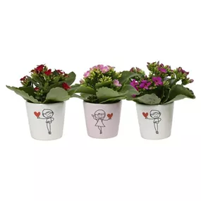 Arrangement Kalanchoe Boy & Girl