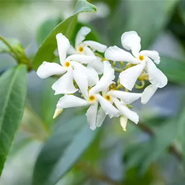 Trachelosp. jasminoides