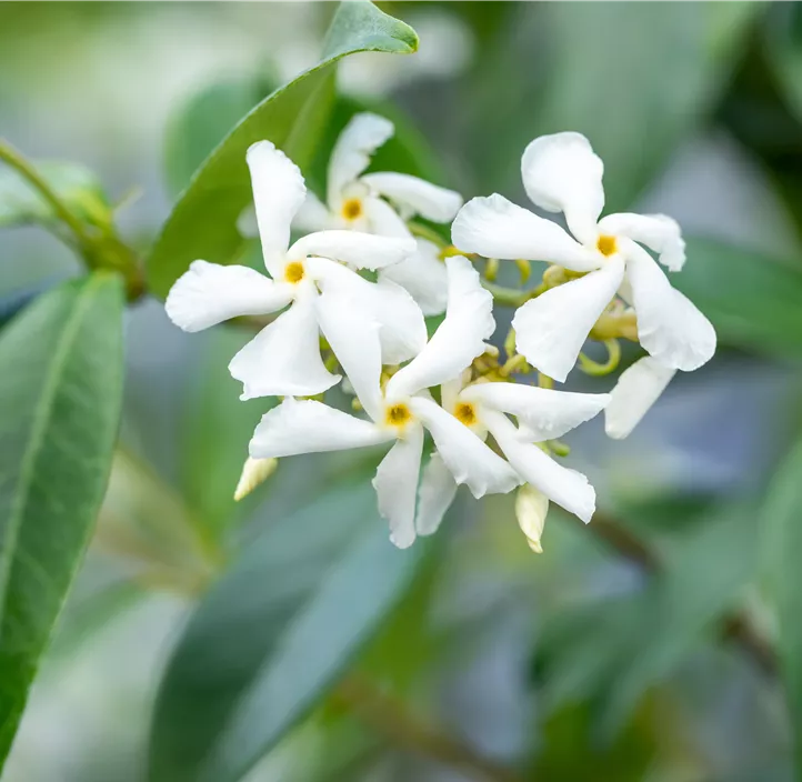 chinesischer Sternjasmin