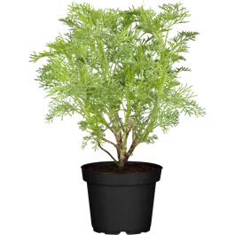 Artemisia abrotanum