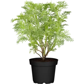 Artemisia abrotanum