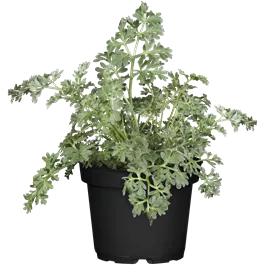 Artemisia absinthium Heilkräuter