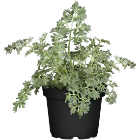 Artemisia absinthium Heilkräuter Potburri