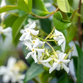 Trachelospermum jasminoides