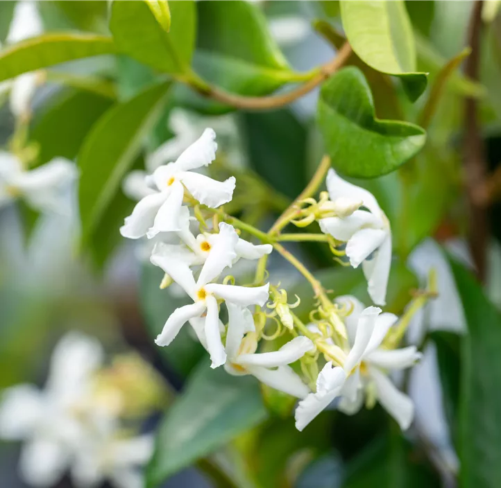 chinesischer Sternjasmin