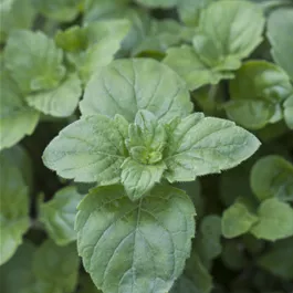 Calamintha grandiflora var.