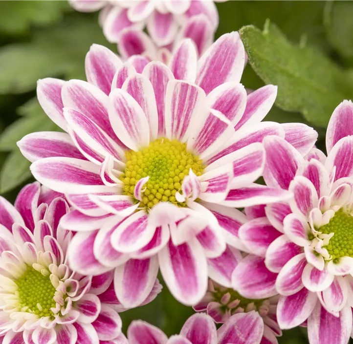 Topf-Chrysanthme 'Artistic® Rosy'