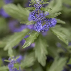 Caryopteris clandonensis Blue Cloud