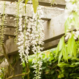 Wisteria floribunda Alba