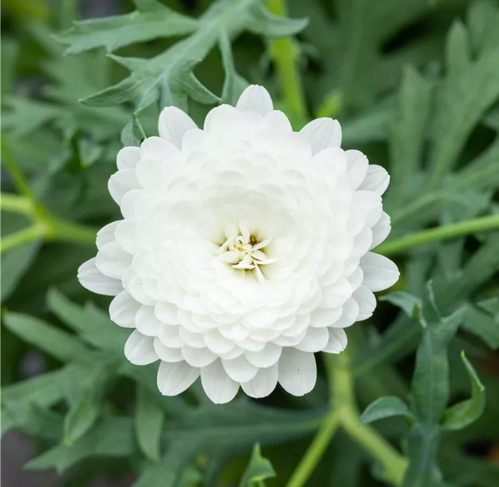 Strauchmargerite 'Aramis® Double White'