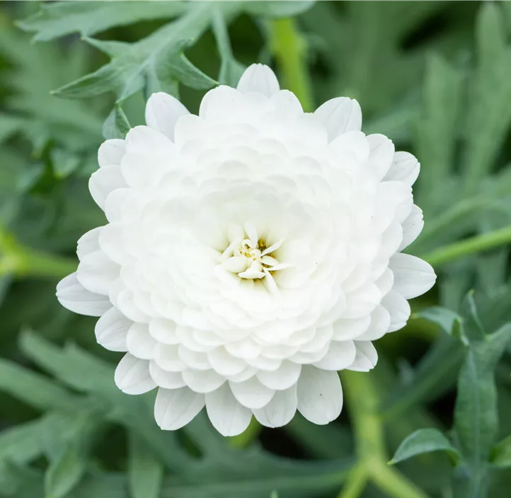 Strauchmargerite 'Aramis® Double White'