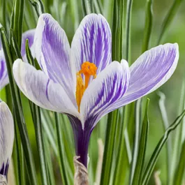 Crocus vernus