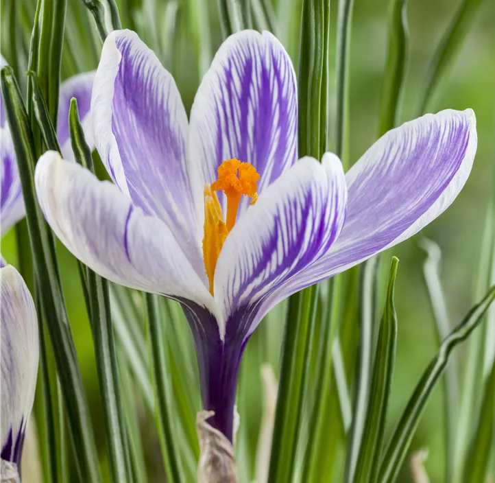 Frühlings-Krokus