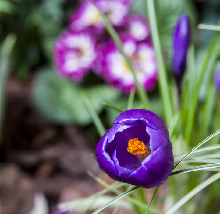 Frühlings-Krokus