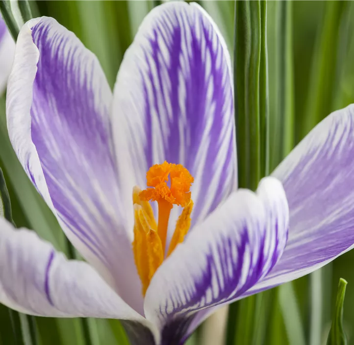 Frühlings-Krokus