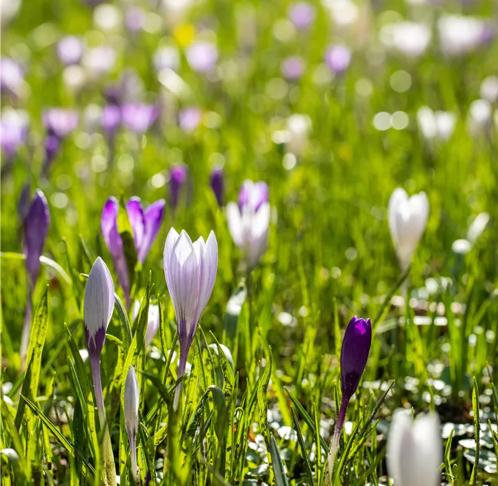 Frühlings-Krokus