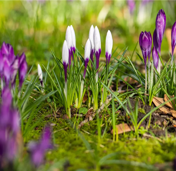 Frühlings-Krokus