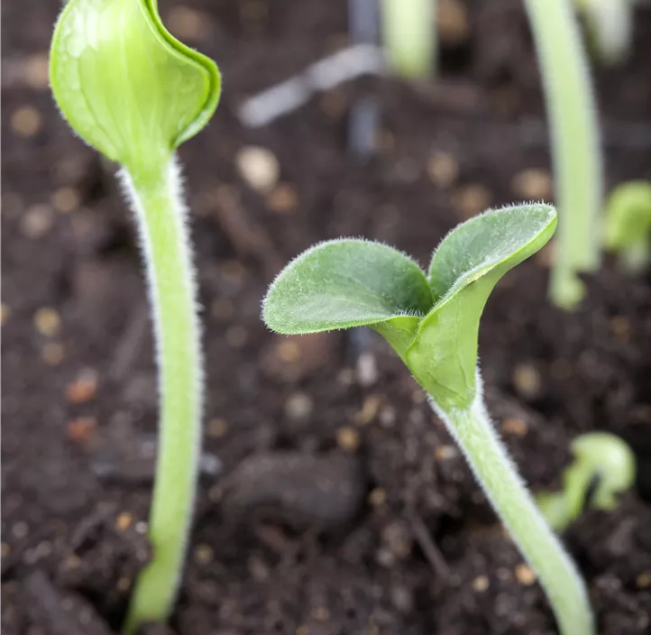 Gartenkürbis