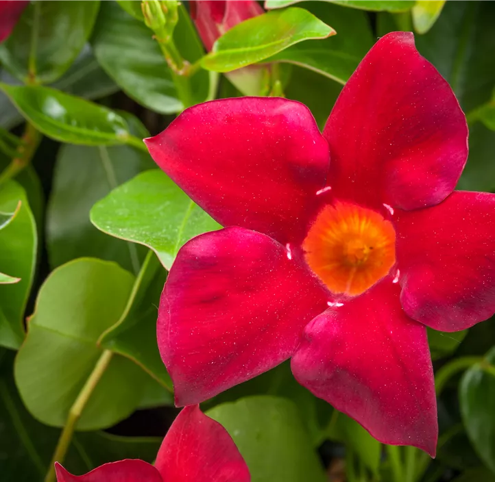 Brasiljasmin 'Summerstar Red'