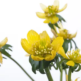 Eranthis hyemalis