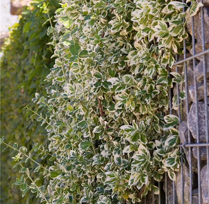 Weißbunte Kriechspindel 'Emerald Gaiety'