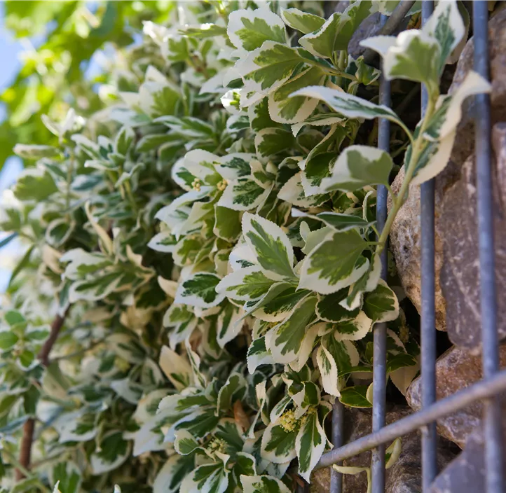 Weißbunte Kriechspindel 'Emerald Gaiety'