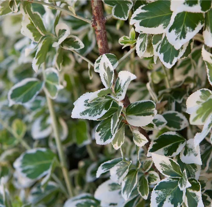 Weißbunte Kriechspindel 'Emerald Gaiety'