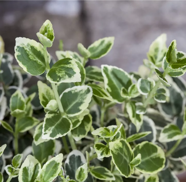 Weißbunte Kriechspindel 'Emerald Gaiety'