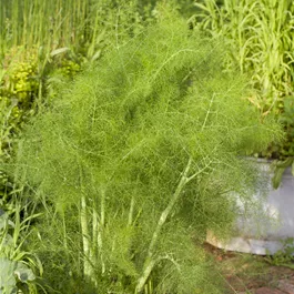 Foeniculum vulgare