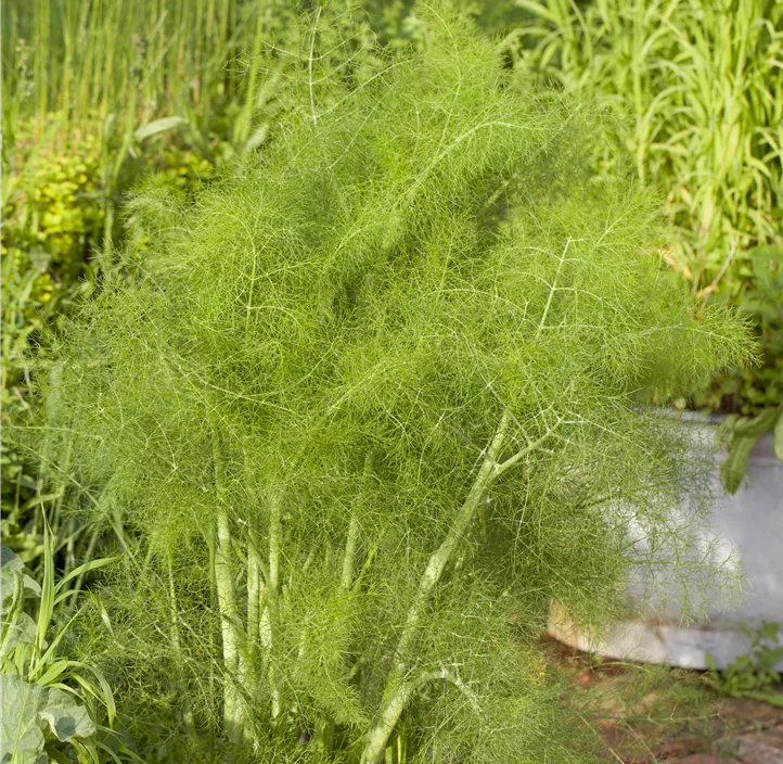 Gewöhnlicher Fenchel