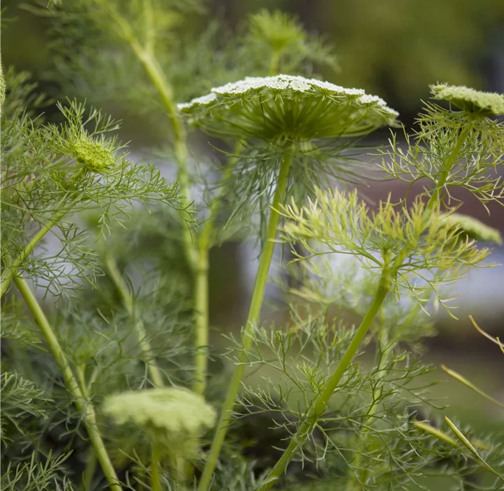 Gewöhnlicher Fenchel