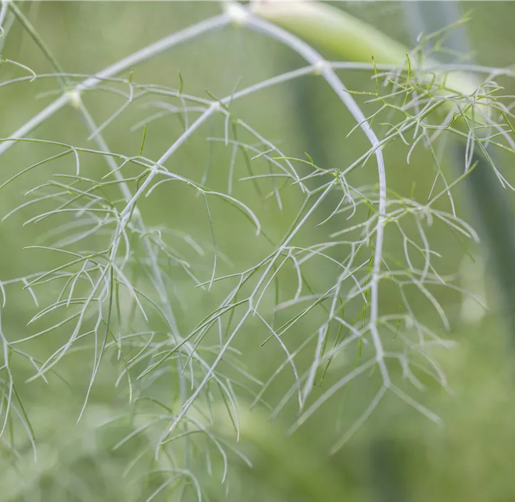 Gewöhnlicher Fenchel