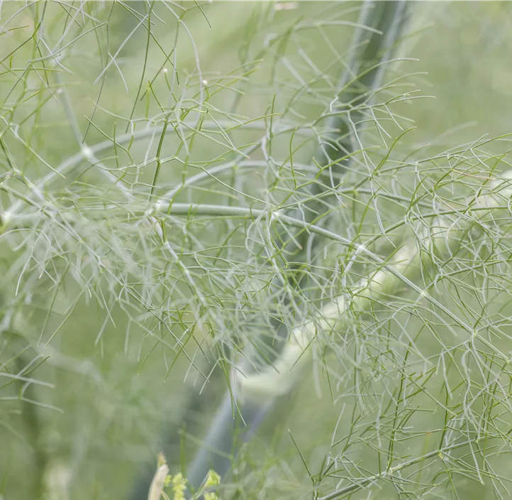 Gewöhnlicher Fenchel